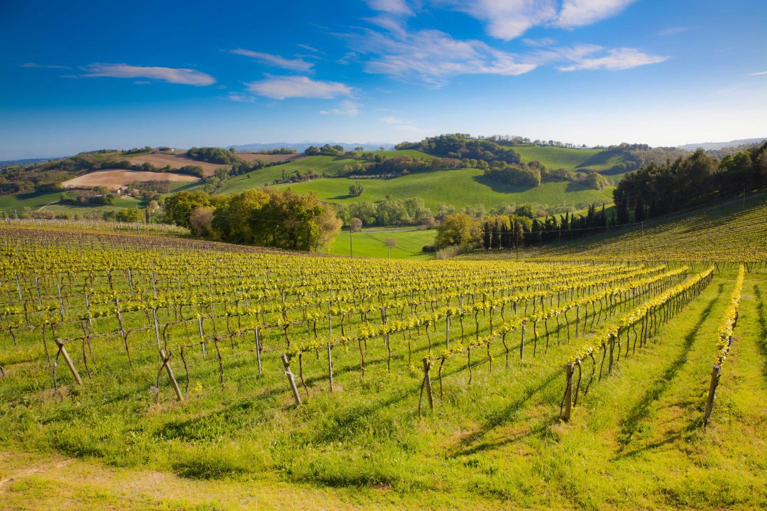 Emilia-Romagna, Weinberge