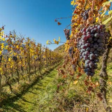 Wein- und Genussreise Valposchiavo und Veltlin