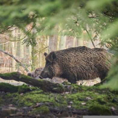 Wild im Bären Grüningen - Wine & Dine